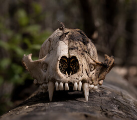 Animal Skull Symbol of Life and Death Found on Log In Nature
