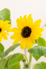 Sunflower Side Portrait