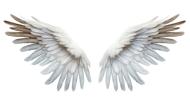 Angel wings isolated transparent png