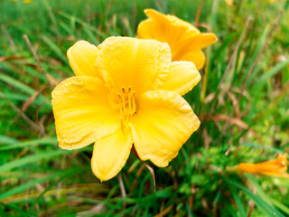 Fototapeta premium Large Yellow Flower With Floppy Pedals and a Smaller Yellow Flower In The Backgorund
