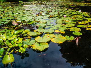 Lily Pads Covering Most Of A River - Green Lily Pads Floating