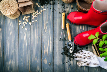 Gardening tools with soil red boots and seedlings tomato on wooden board in rustic style. Copyspace and top view