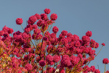 ipê rosa florido na praça da Liberdade, na cidade de Belo Horizonte, Estado de Minas Gerais,...