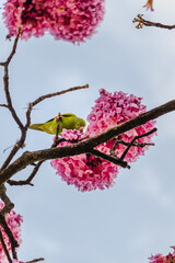 Maritaca no ipê rosa florido na praça da Liberdade, na cidade de Belo Horizonte, Estado de Minas Gerais, Brasil