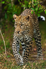 Fototapeta na wymiar leopard in savannah