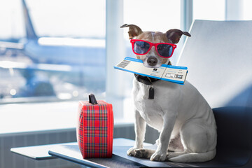 holiday vacation jack russell dog waiting in airport terminal ready to board the airplane or plane...