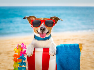 jack russel dog resting and relaxing on a hammock or beach chair  at the beach ocean shore, on...