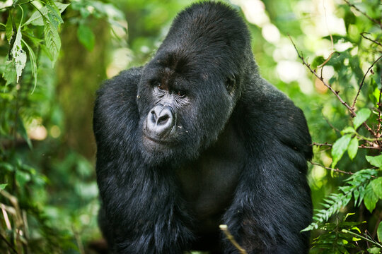 silverback gorilla in the jungle