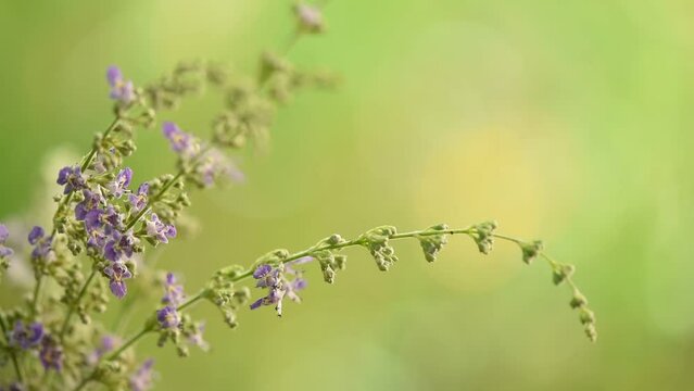 Five leaved chaste tree or Vitex negundo branch flowers on nature background.