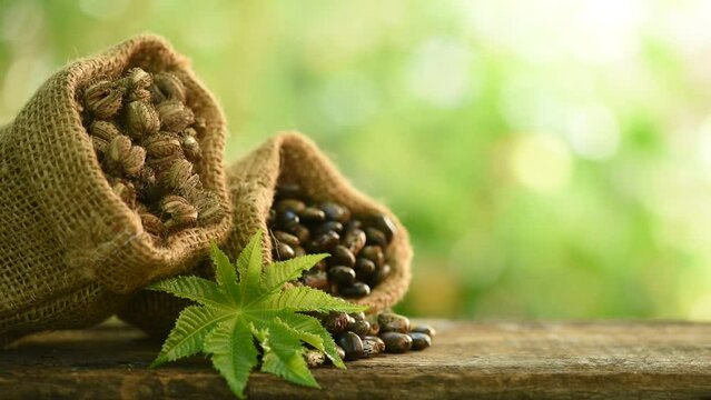 Castor seeds and fruits on nature background.