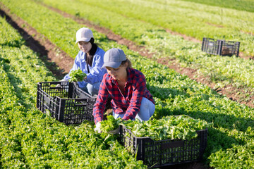 Two smiling young female workmates engaged in seasonal spring works on vegetable farm field on sunny day, harvesting green lettuce..