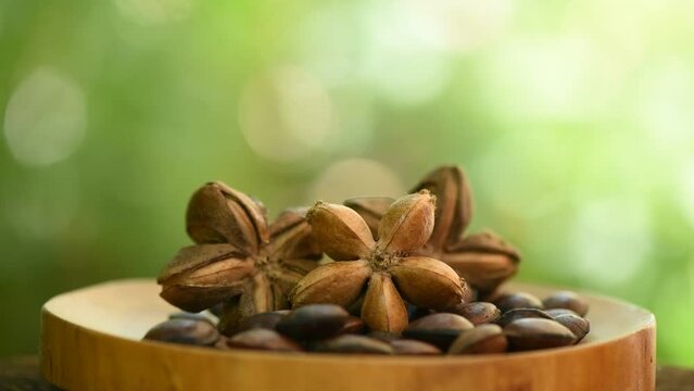 Plukenetia volubilis or Sacha inchi fruit and seeds on nature background.