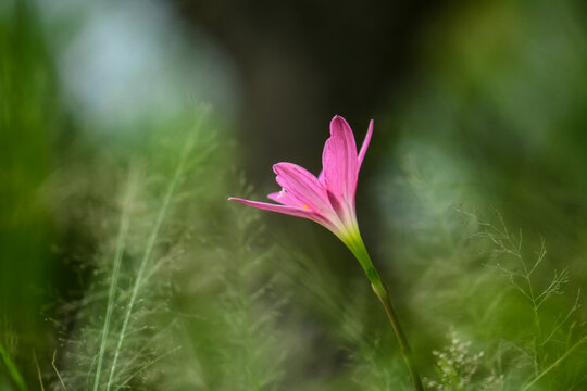 Blossom pink rain lily with green blur background