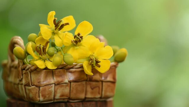 Siamese senna branch flowers on nature background.