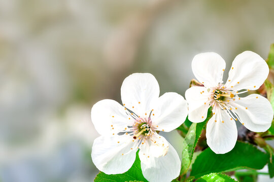 Beautiful white flowers of a cherry tree on a branch. Outdoors. Close-up