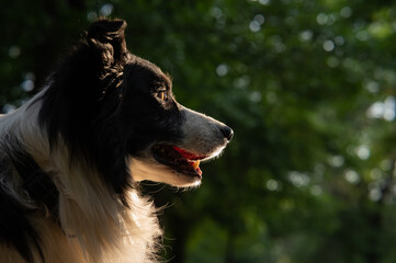 Portrait of a black and white border collie walking in the woods at sunset. 