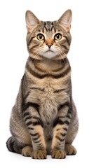 Brown and White American wirehair cat sitting on white background