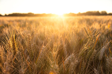 Golden field of barley crops growing on farm at sunset or sunrise