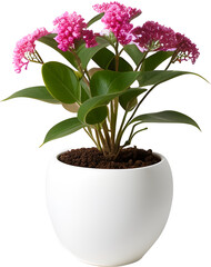 Flowers vase decoration plant planted in a pot on a white png background