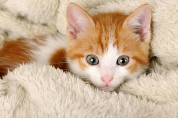 Fototapeta na wymiar cute red kitten close up portrait