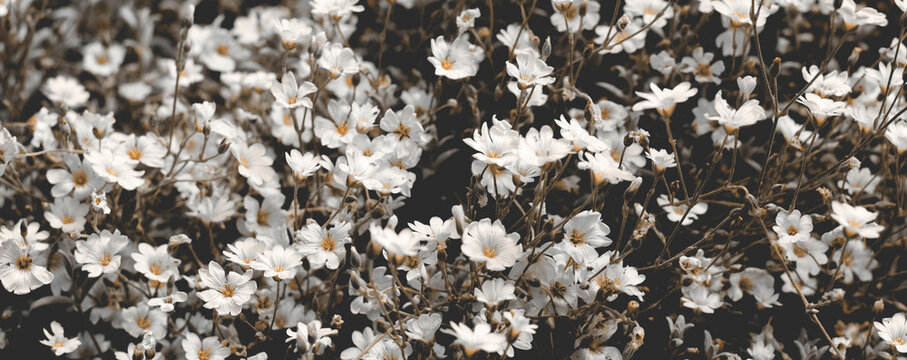 Small white flowers with yellow centre in vintage moody tones background web banner