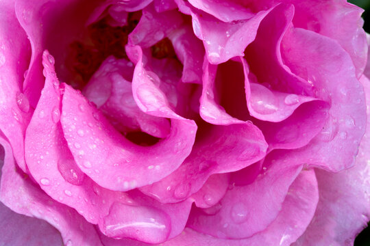Close up of pink rose petal and water drops .Macro Shot of a pink Rose.