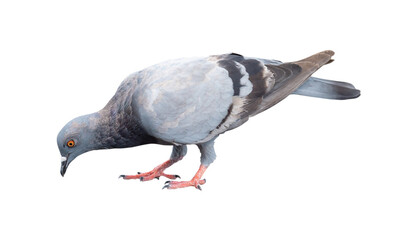 Single wild pigeon standing and looking down the ground to find out feed isolated on white background with clipping path.