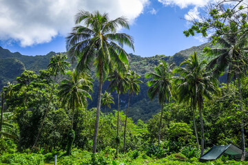 Fototapeta na wymiar Moorea island jungle and mountains landscape view. French Polynesia