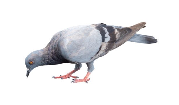 Single wild pigeon standing and looking down the ground to find out feed isolated on white background with clipping path. in png file format