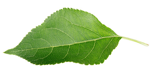 Fototapeta na wymiar Single green apple leaf isolated on white background
