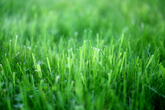 Photo of a bright green grass on a meadow