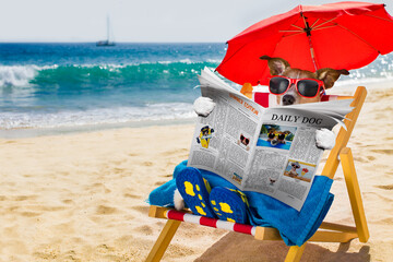 jack russel dog resting and relaxing on a hammock or beach chair under umbrella at the beach ocean shore, on summer vacation holidays reading a magazine or newspaper