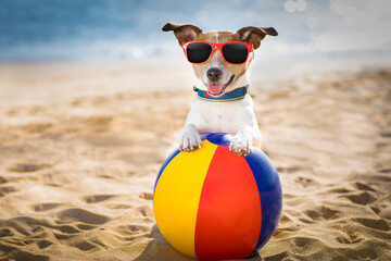 jack russel dog  at the beach ocean shore, on summer vacation holidays  with a plastic ball