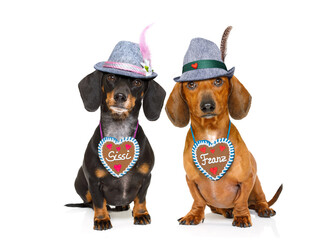 bavarian dachshund or sausage  dogs couple with  gingerbread and  mug  isolated on white background , ready for the beer celebration festival in munich - obrazy, fototapety, plakaty