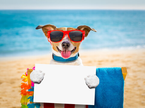 jack russel dog resting and relaxing on a hammock or beach chair under umbrella at the beach ocean shore, on summer vacation holidays holding a banner or placard