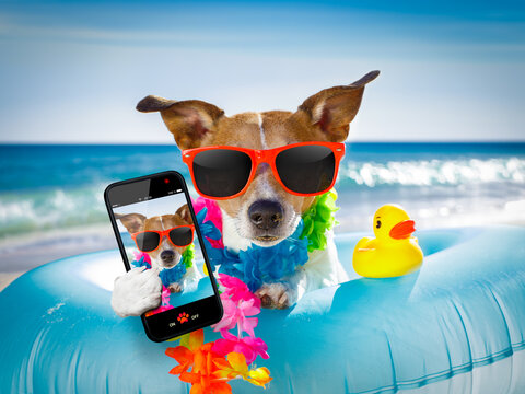 jack russel dog resting and relaxing on a air mattress or swim ring   at the beach ocean shore, on summer vacation holidays taking a selfie with smartphone or mobile phone