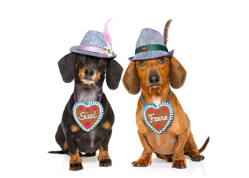 bavarian dachshund or sausage  dogs couple with  gingerbread and  mug  isolated on white background , ready for the beer celebration festival in munich