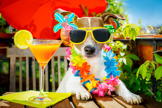 jack russell dog relaxing on balcony with sunglasses in summer or spring  vacation holidays   with a cocktail drink