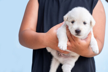 Girl in black shirt holding white puppy, child playing with dog, child hugging puppy, Pets