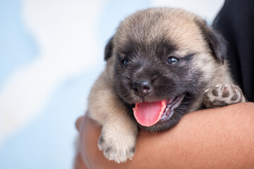 Girl in black shirt holding brown puppy, child playing with dog, child hugging puppy, Pets