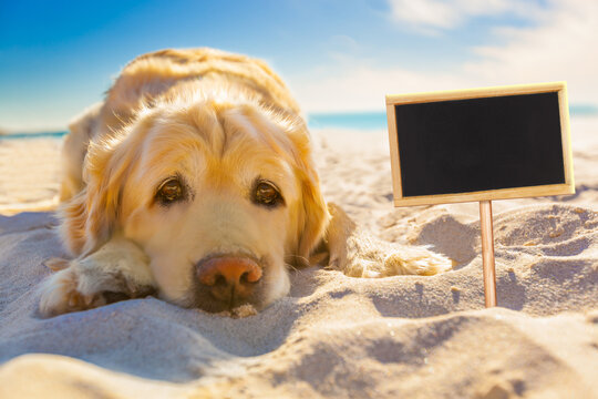 golden retriever dog relaxing, resting,or sleeping at the beach, for retirement or retired with a banner or placard to side