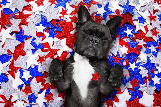 french bulldog waving a flag of usa and victory or peace fingers on independence day 4th of july