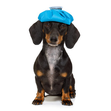 sick and ill dachshund sausage dog  isolated on white background with ice pack or bag on the head