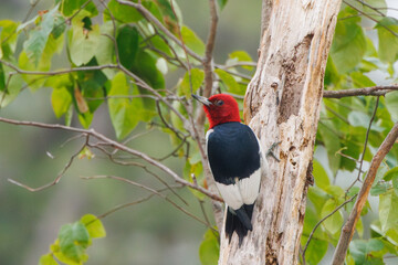 Red-Headed Woodpecker - 617569315