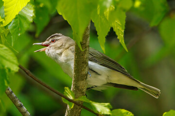 Red-Eyed Vireo - 617569374