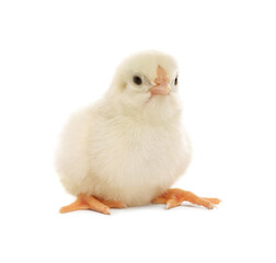 Obraz premium Cute fluffy baby chicken on white background