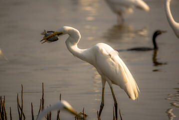 A Great egret with its catch with a beatutiful morning glow falling on the bird from the side