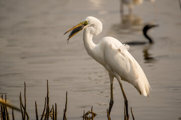 A Great Egret with its catch