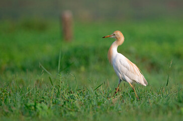 Fototapeta premium A Cattle egret walking around in a field looking for food in the morning