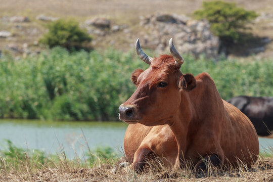 Cow close-up lying on the background of the lake with reeds